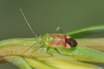 Dichrooscytus gustavi
