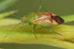 Dichrooscytus gustavi