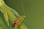 Dichrooscytus gustavi
