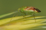 Dichrooscytus gustavi