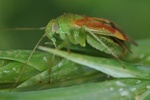 Dichrooscytus gustavi