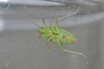 Dichrooscytus gustavi