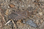 Ceraleptus gracilicornis