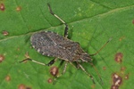Ceraleptus gracilicornis