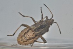 Ceraleptus gracilicornis