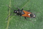 Pterotmetus staphyliniformis