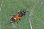 Pterotmetus staphyliniformis