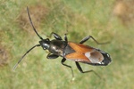 Pterotmetus staphyliniformis