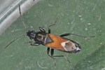 Pterotmetus staphyliniformis