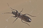 Pterotmetus staphyliniformis 