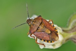 Carpocoris purpureipennis