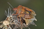 Carpocoris purpureipennis