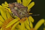 Carpocoris purpureipennis