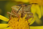 Carpocoris purpureipennis
