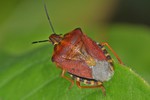 Carpocoris purpureipennis