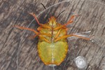Carpocoris purpureipennis
