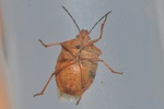Carpocoris purpureipennis