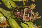 Carpocoris purpureipennis Larve