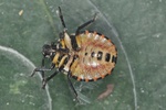 Carpocoris purpureipennis Larve