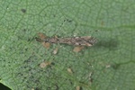 Empicoris rubromaculatus  