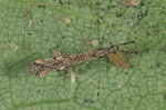 Empicoris rubromaculatus  