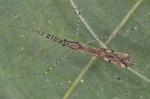 Empicoris rubromaculatus  