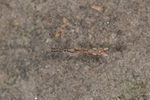 Empicoris rubromaculatus  