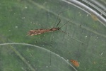 Empicoris rubromaculatus  