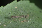 Empicoris rubromaculatus  