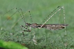 Empicoris rubromaculatus  