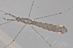 Empicoris rubromaculatus  