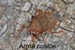 Arma custos