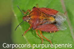 Carpocoris purpureipennis