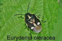 Eurydema oleracea