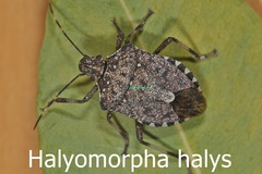 Halyomorpha halys