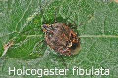 Holcogaster fibulata