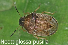 Neottiglossa pusilla