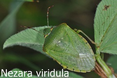 Nezara viridula