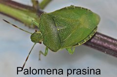 Palomena prasina