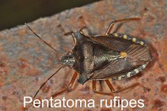 Pentatoma rufipes