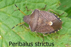 Peribalus strictus