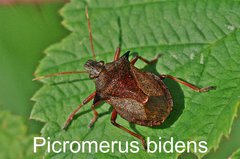 Picromerus bidens