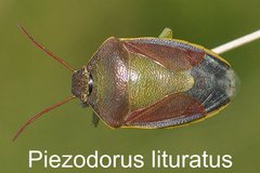 Piezodorus lituratus