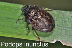 Podops inunctus