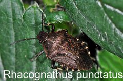  Rhacognathus punctatus