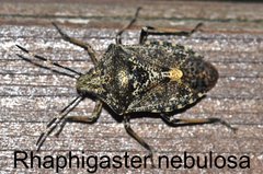 Rhaphigaster nebulosa