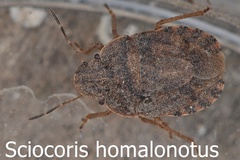 Sciocoris homalonotus