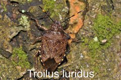 Troilus luridus