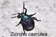  Zicrona caerulea