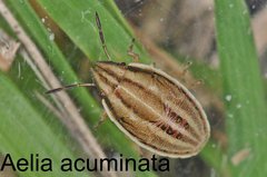 Aelia acuminata Larve
